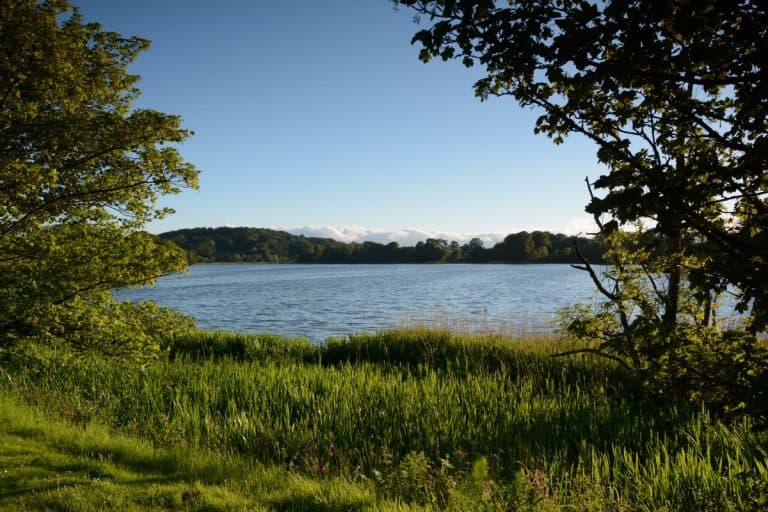 TOXIC ALGAE FOUND AT CARLINGWALK LOCH - CASTLE DOUGLAS