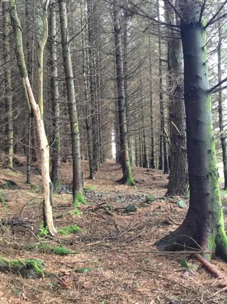 Community Council lodges complaint about Forestry consultation processes in Galloway