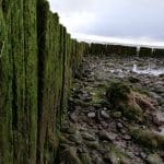 Take Part in the Solway Marine Protected Area Equity Study