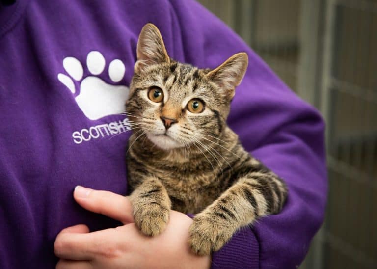 ‘Momentous’ New Bill To Transform Animal Welfare In Scotland