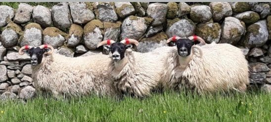 Blackface and Scotch Mule hoggs Sell well at Wallets Marts