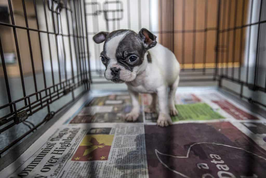 Scottsih SPCA Survy Puppy farming 2020