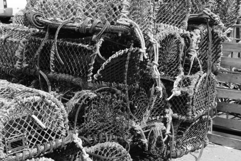 Police Seek Information To Catch Lobster Thieves