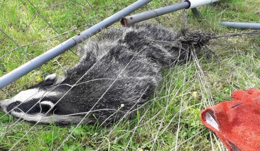 The Scottish SPCA recently rescued a badger which had become trapped in a football net.