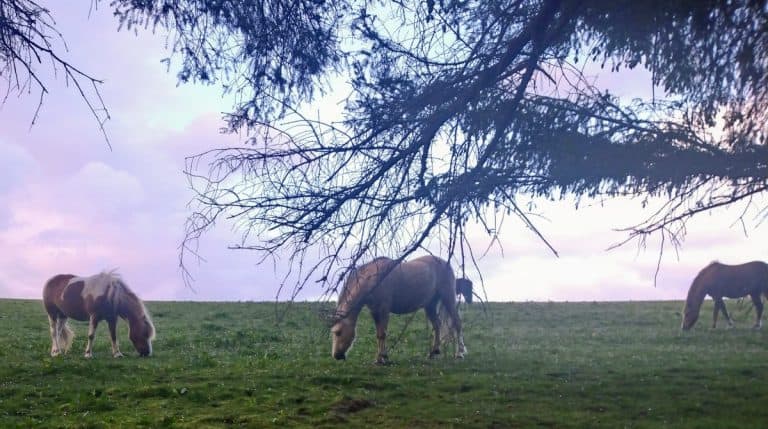Pony Owners Needed To Rein In Laminitis