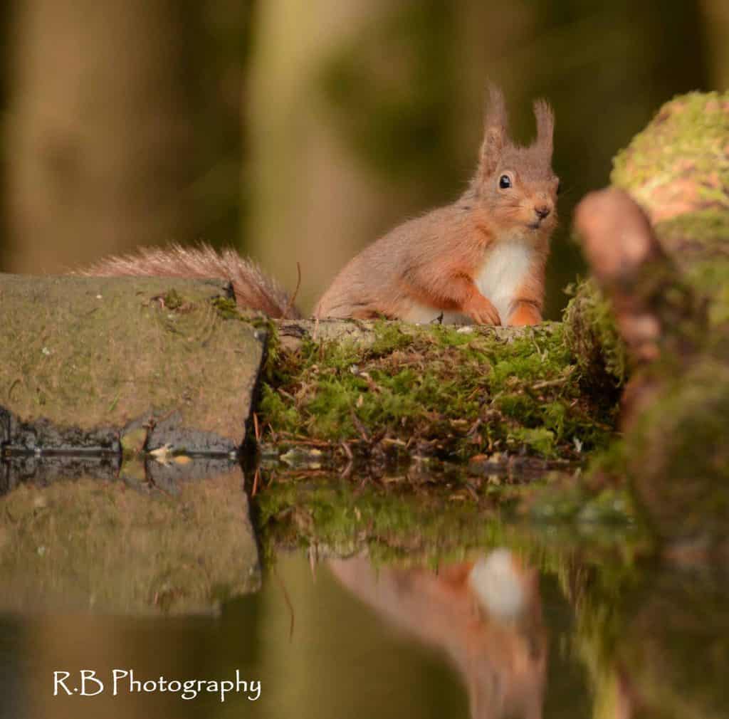 Red Squirrel Groups of Galloway…Assemble!