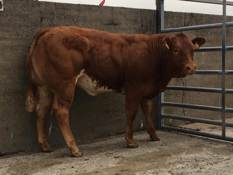 Walletts Marts Castle Douglas – Anniversary Show + Sale of OTM & Store Cattle (3rd Aug 2020)
