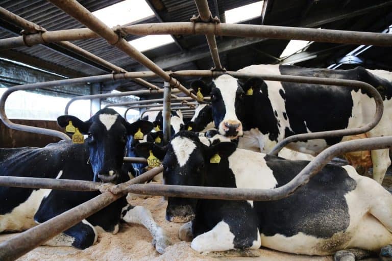 £50,000 Digital Funding Awarded For South West Scotland & Cumbria Dairy Project