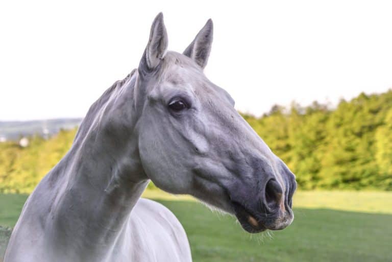 Retired Horse ‘Randal’ From Lockerbie Needs Your Votes
