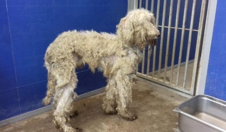 Scottish SPCA issue appeal for information after ten dogs found dumped on the side of the A68