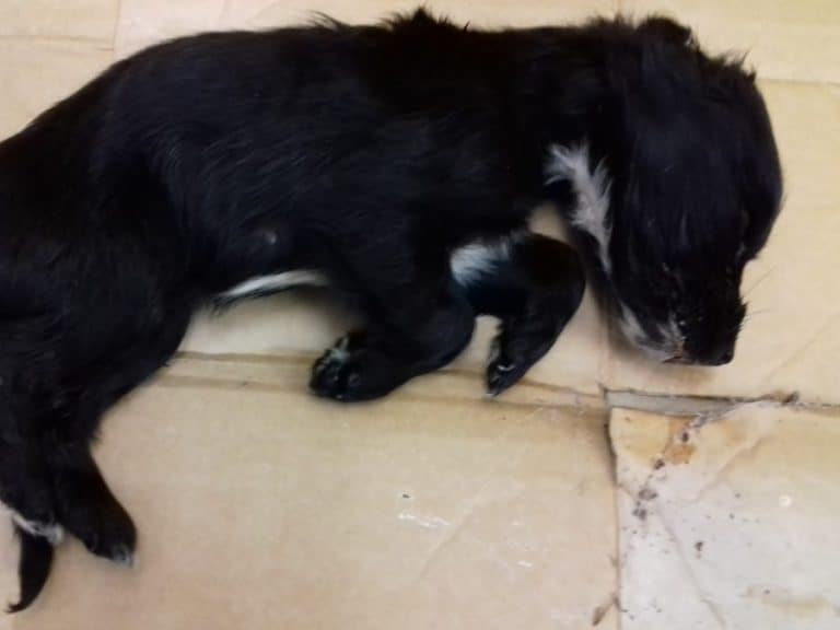 Stark Warning Of Real Cost Of ‘Puppy Trade’ As Dying Dogs Found In Lockerbie