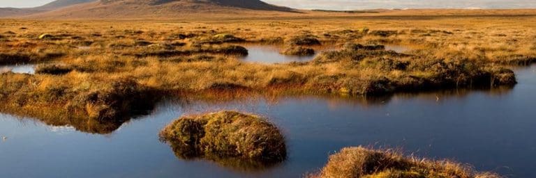 Nature’s recovery is crucial to Scotland's recovery