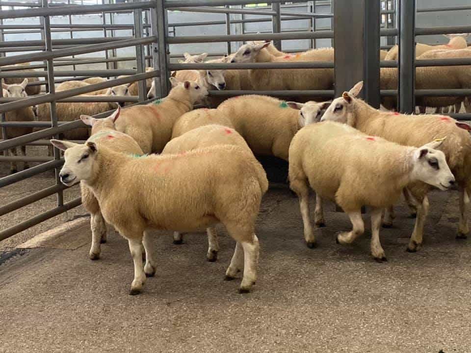 WALLETS MARTS WEEKLY PRIMESTOCK SALE REPORT - TUESDAY 11th AUGUST 2020