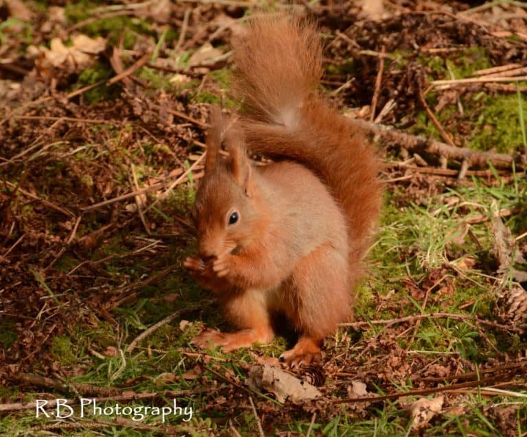 Nature of Scotland Awards goes digital