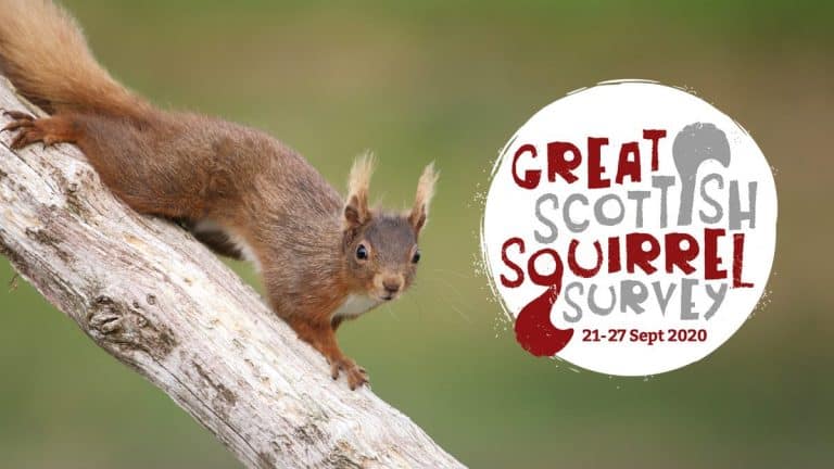 Take Part In Scotland’s Largest Squirrel Survey This month