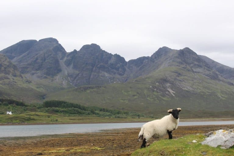 New antibiotics usage survey seeks sheep farmers’ views