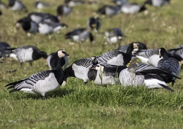 Wild Goose Festival Gears Up for Two-Weeks of Nature, Creativity and Place