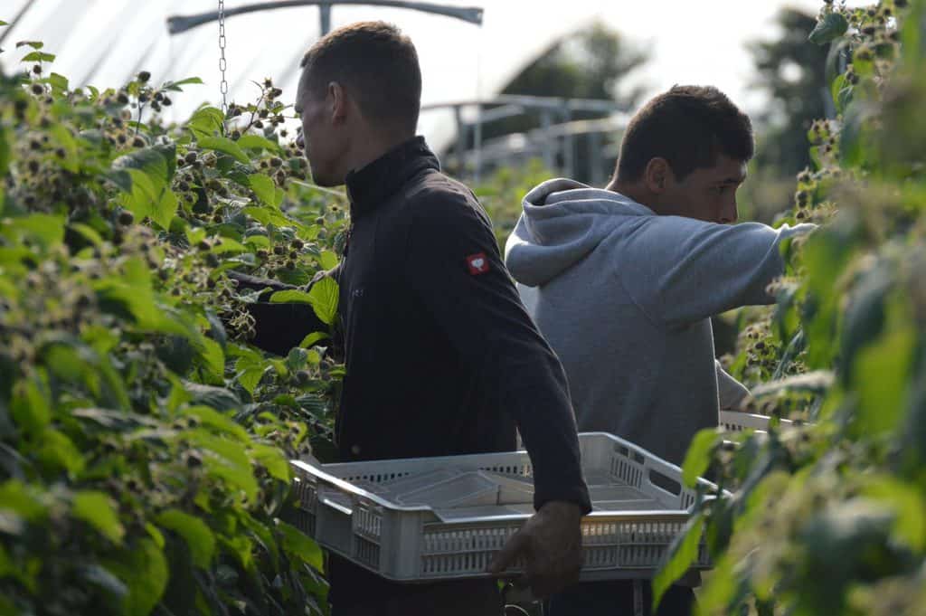 SCOTLAND’S GROWERS CALL ON UK GOVERNMENT TO MAKE CRUCIAL DECISIONS ON SEASONAL WORKERS FOR 2021