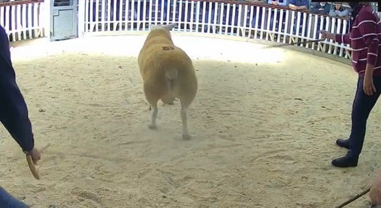 Wallets Marts Castle Douglas – Multibreed Ram Sale Report