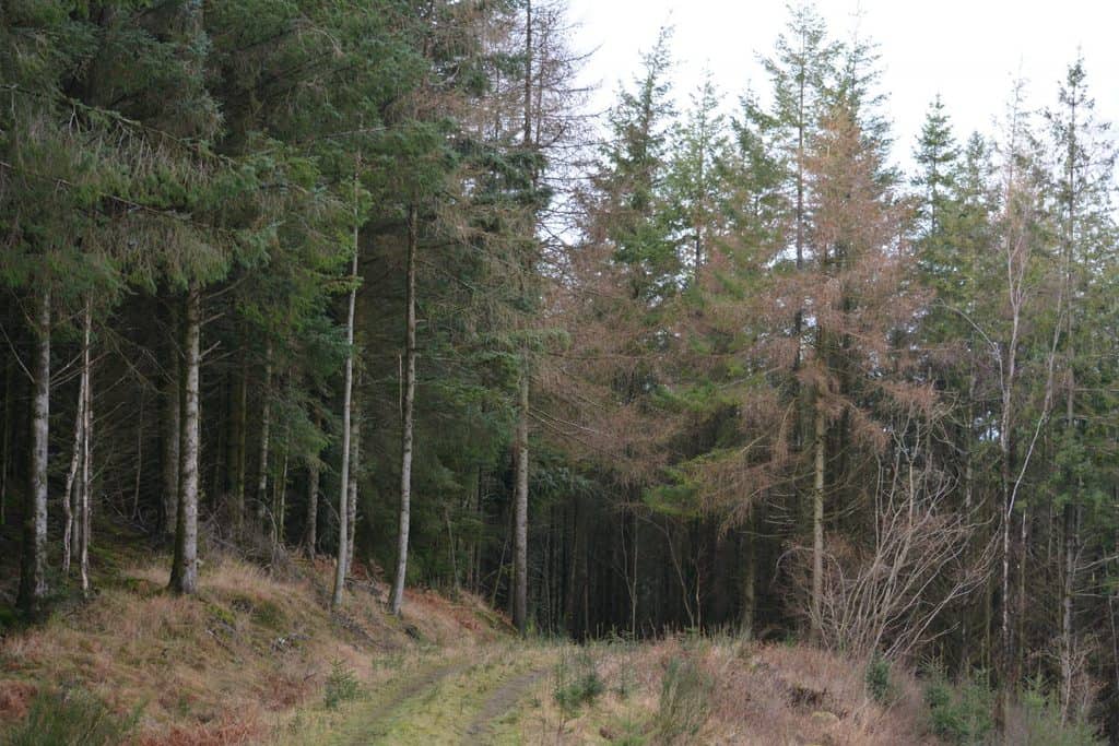 Consultation open on Garrogill and Screel woodlands