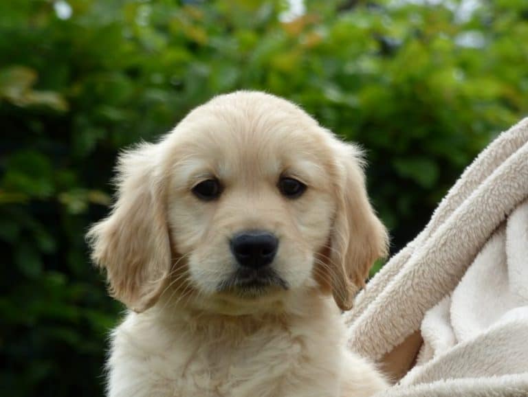 Dumfries Super Market Helps Raise £80,000 For Guide Dogs Scotland