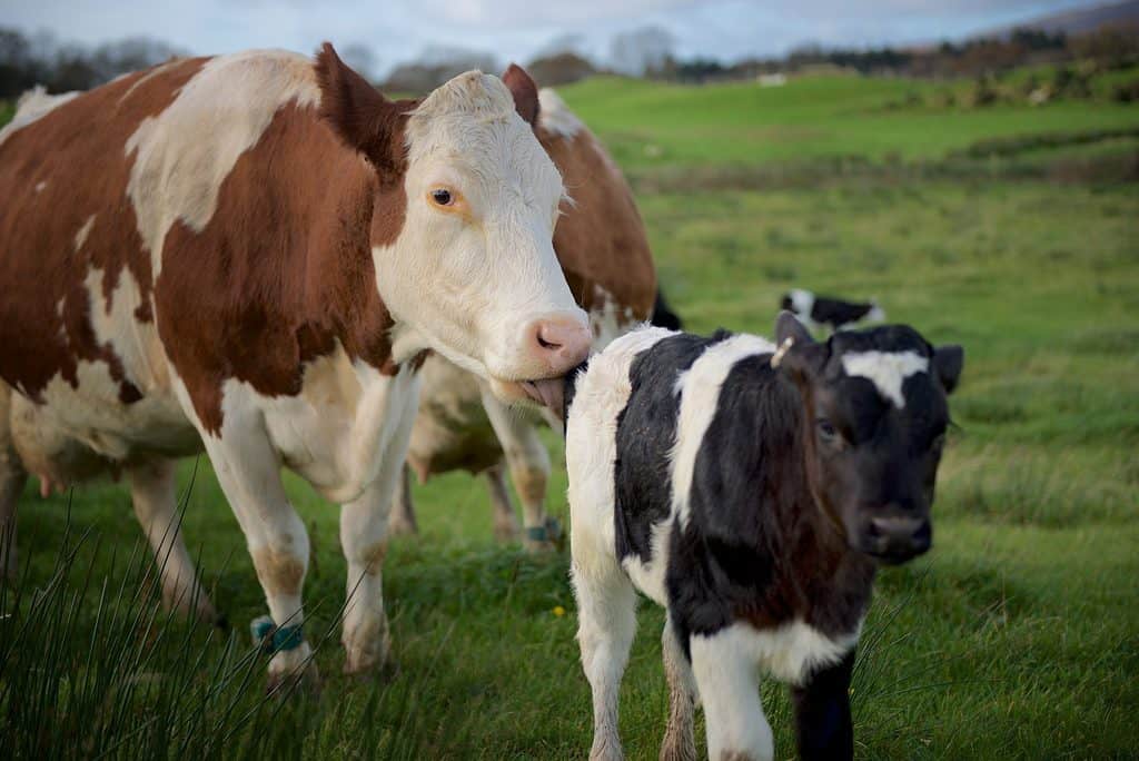SRUC Launch 'Keeping cows with calves' Survey For Dairy Farmers
