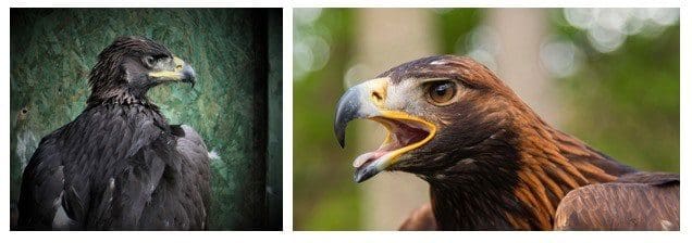 South of Scotland golden eagle journeys to the Pennine Hills for the first time during lockdown