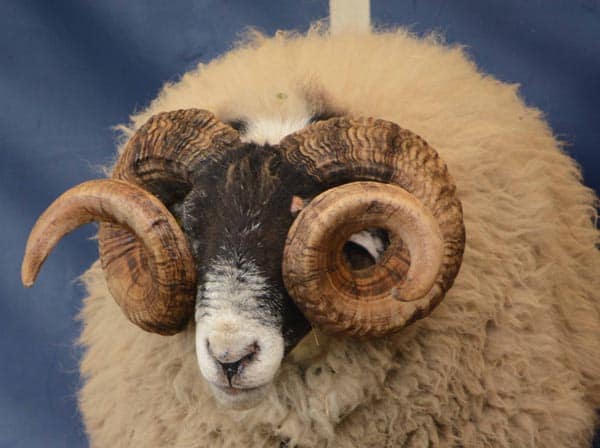 New sheep monitoring schemes aim to reduce risk of disease