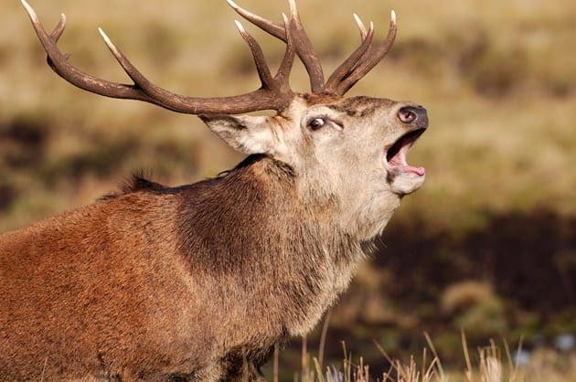 Lead nature agency celebrates spectacular autumn wildlife