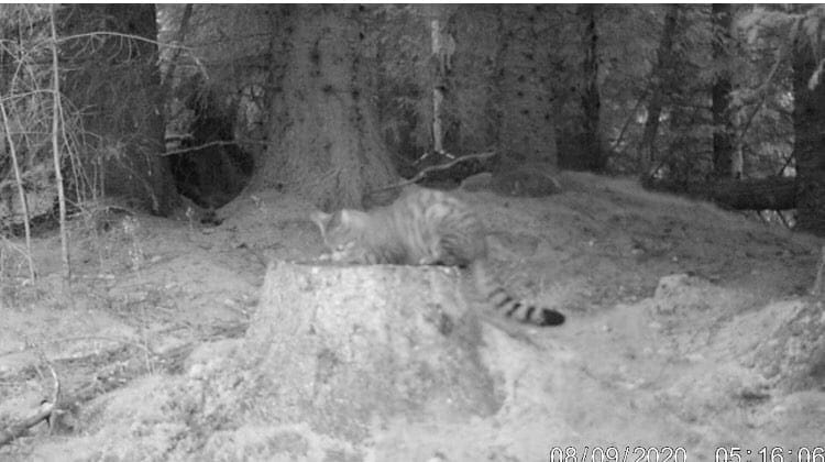 Wildcat Haven