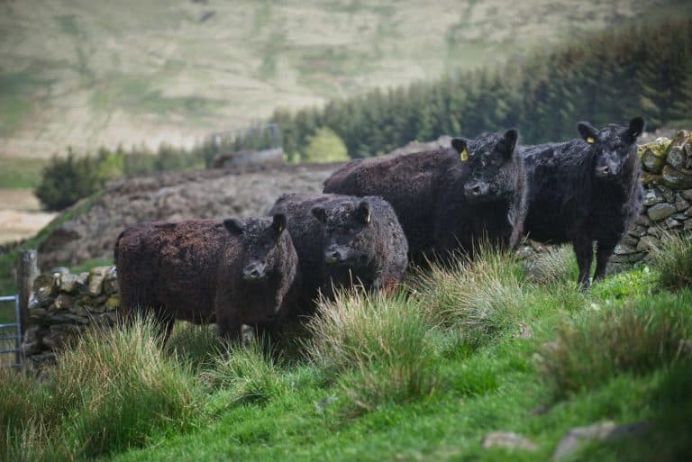Galloway Beef Gets a Christmas Boost