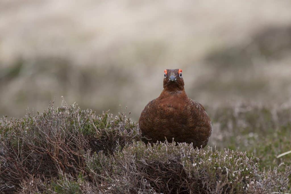 New research looks at the impacts of driven grouse moors