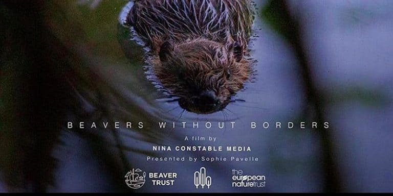 British beavers face fragile future