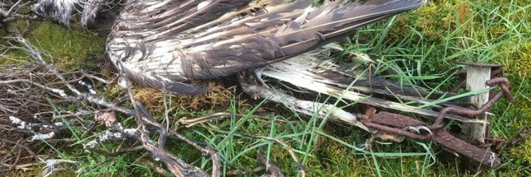Reports Of Wildlife Crime Almost Double