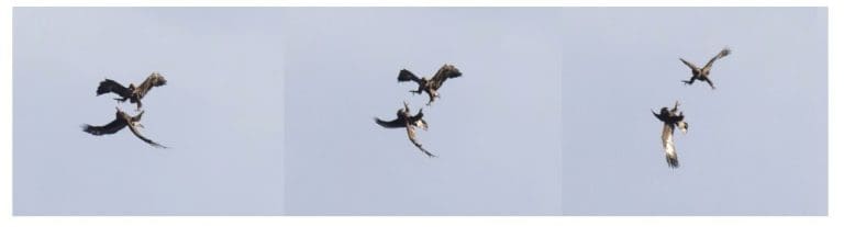 Love may be in the air for groundbreaking south of Scotland conservation project