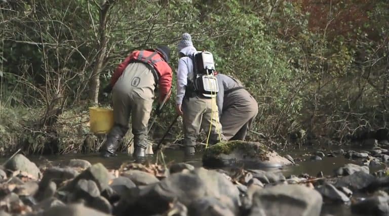 Report published on the distribution of Salmon in the Upper Dee river system