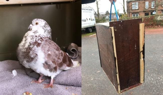Appeal For Owner Launched After Pigeon Left On Bus To Dumfries