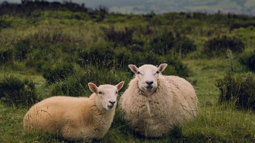 POLICE APPEAL LAUNCHED AFTER SHEEP ATTACKED BY DOG - WIGTOWN