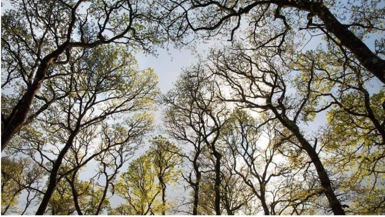 Woodland Trust Scotland calls for higher native tree target in Big Climate Fightback
