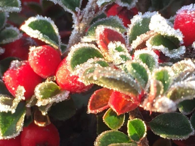 Cold Frosty Christmas Day Forecast