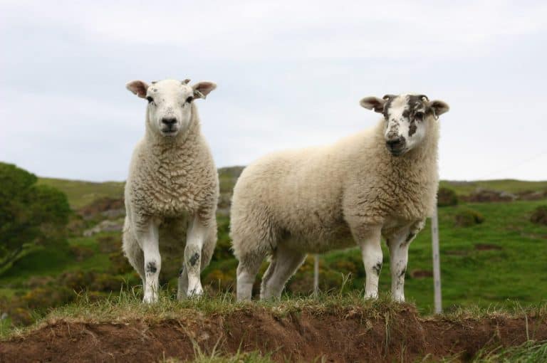 Scotland Increases in Agricultural Production for 2020