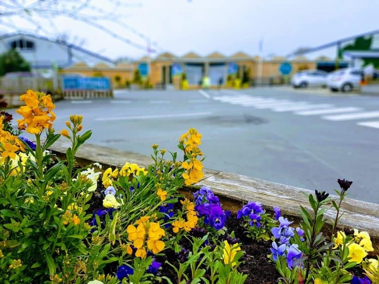 Garden Centres & Homeware Stores To Close In Level 4