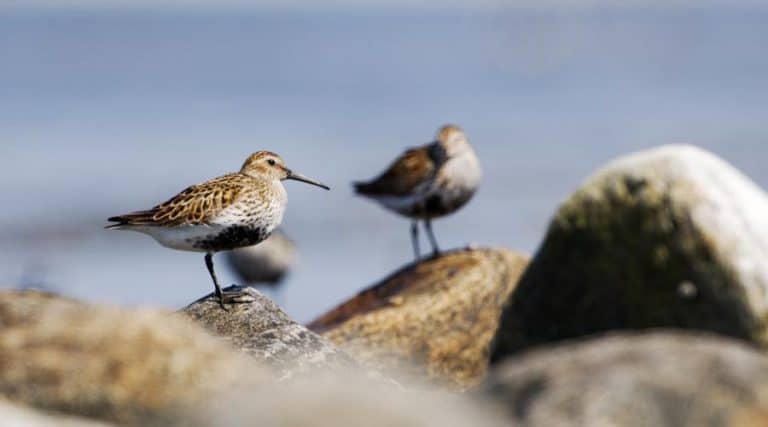 Numbers of Wintering waterbirds on the increase
