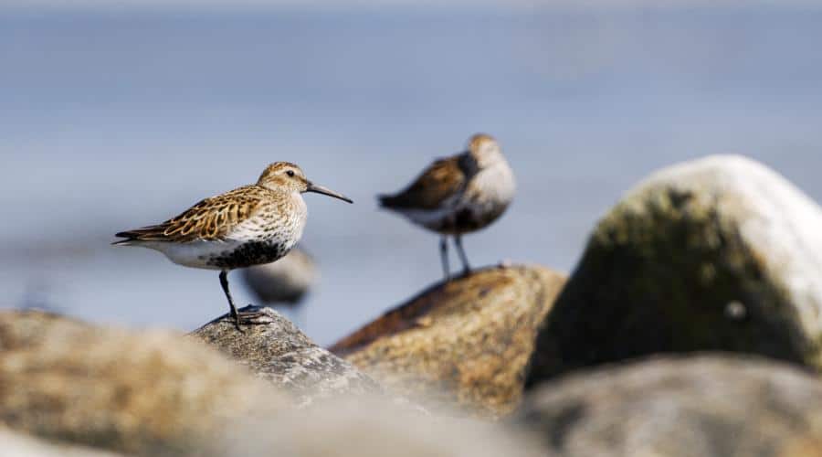Numbers of Wintering waterbirds on the increase