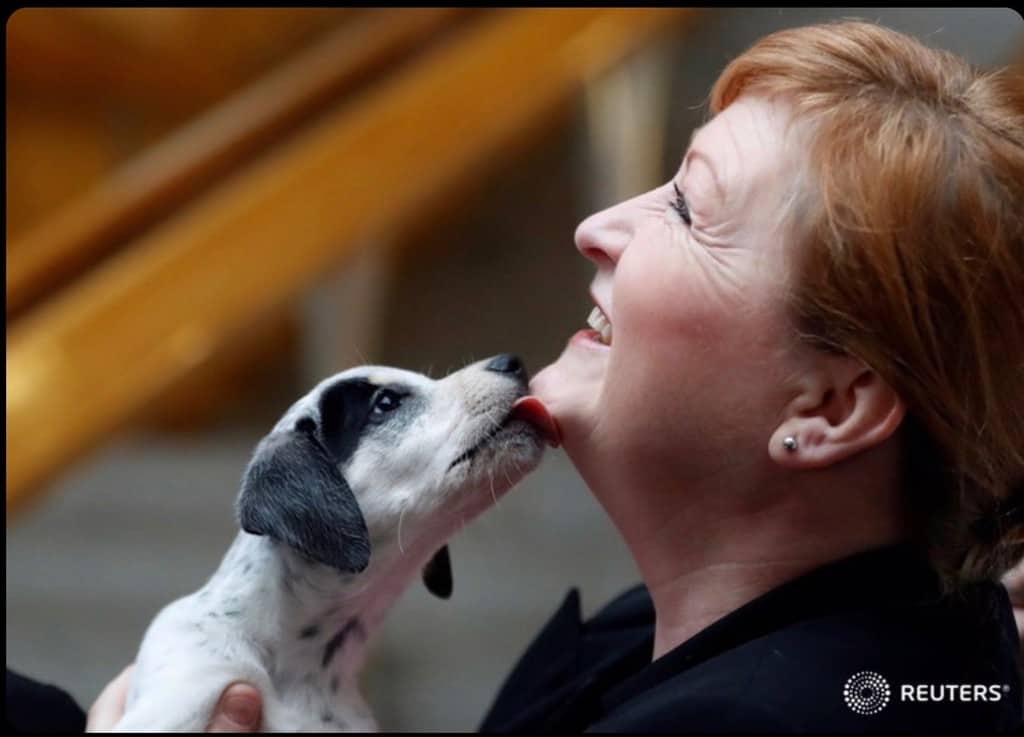 Harper reminds people to stay vigilant over illegal puppy trade this Christmas