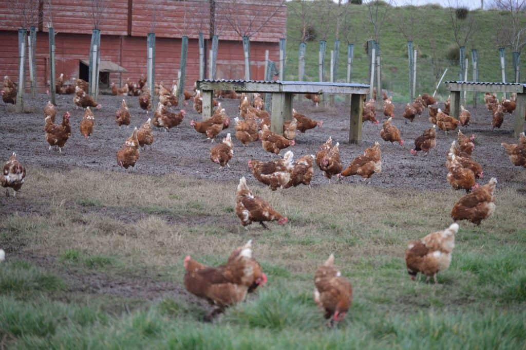 SCOTTISH POULTRY KEEPERS URGED TO PREPARE FOR NEW HOUSING MEASURES