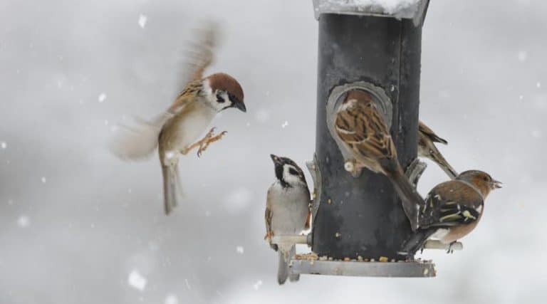 Scots want to do more for wildlife: 10 easy ways to help