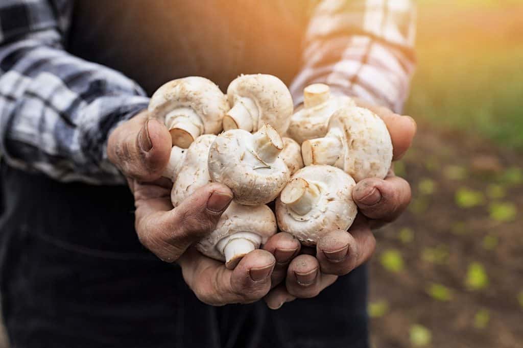 Mushrooming Opportunities For Farmers