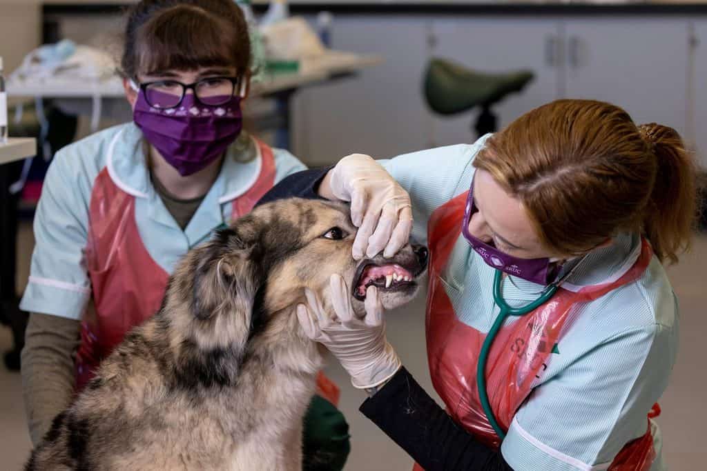 Vet nursing degree offers licence to practice