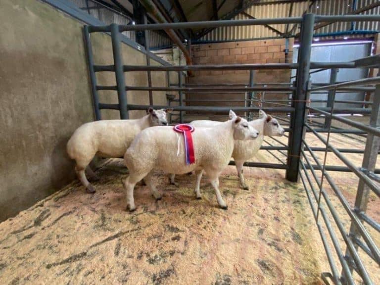 Carse of Clary Beltex Lambs Take Title at Wallets Marts Christmas show 2020